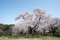 神代植物公園【サクラ：染井吉野】①20220331