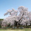 神代植物公園【サクラ：染井吉野】①20220331