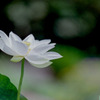 神代植物公園【ハス：白光蓮】20200801
