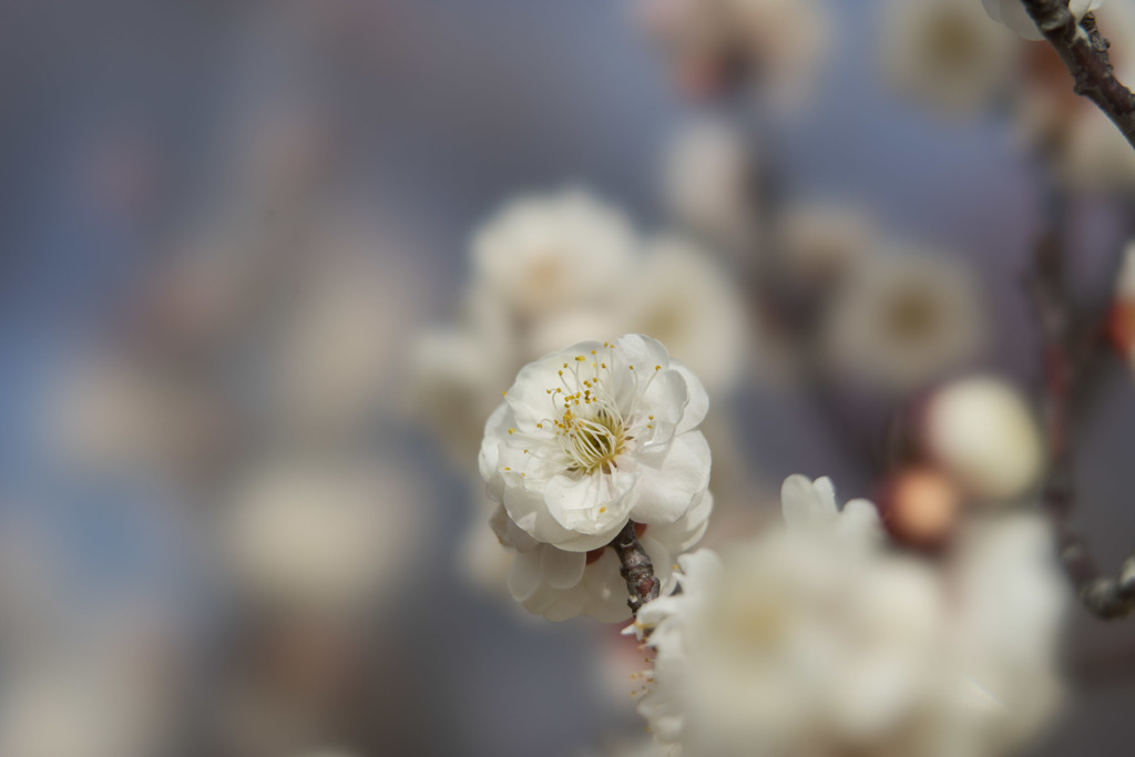 小田原FG【梅：鶯宿梅】①20190210