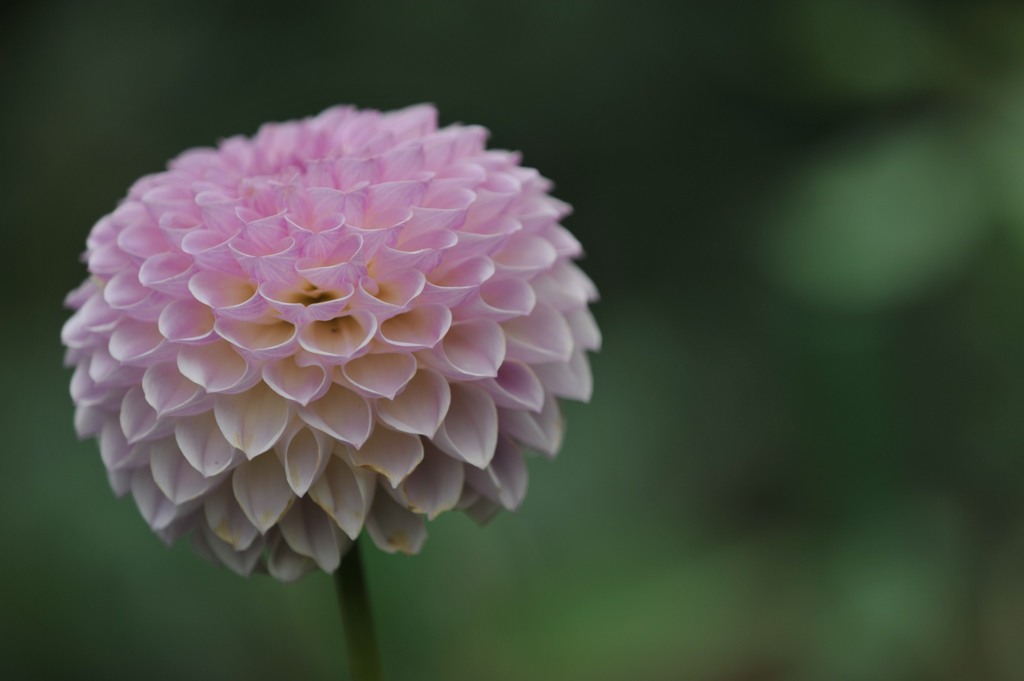 【神代植物公園・ムーミン】2