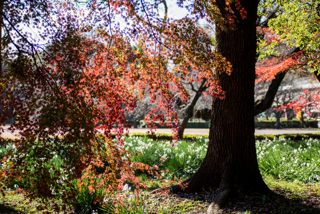 新宿御苑【新宿門あたりの紅葉】②20181215