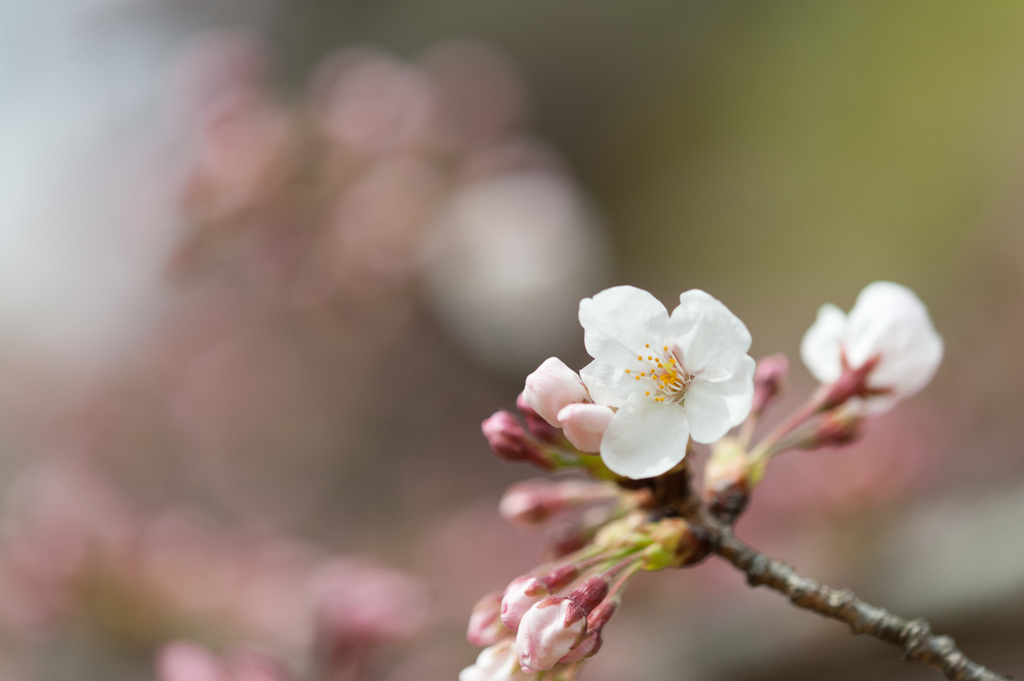 【本牧山頂公園(染井吉野)】①20150328