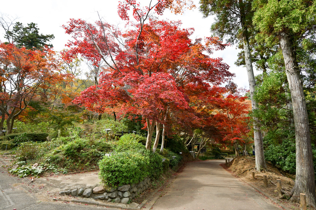 薬師池公園【薬医門への道沿いの紅葉】①20251119