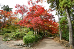 薬師池公園【薬医門への道沿いの紅葉】①20251119