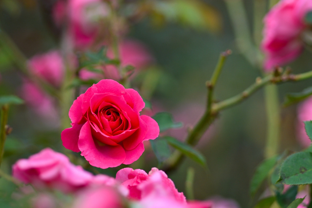 大船フラワーセンター【秋パラ：うらら】②20251102