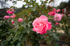生田緑地ばら苑【秋バラ：芳純】20201107