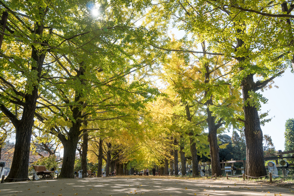 昭和記念公園【かたらいのイチョウ並木の様子】20221108