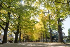 昭和記念公園【かたらいのイチョウ並木の様子】20221108