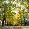 昭和記念公園【かたらいのイチョウ並木の様子】20221108
