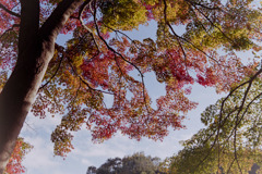 【鴨池沿いの紅葉】①20181125