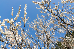 小田原フラワーガーデン【梅：辻村早咲】①20170128