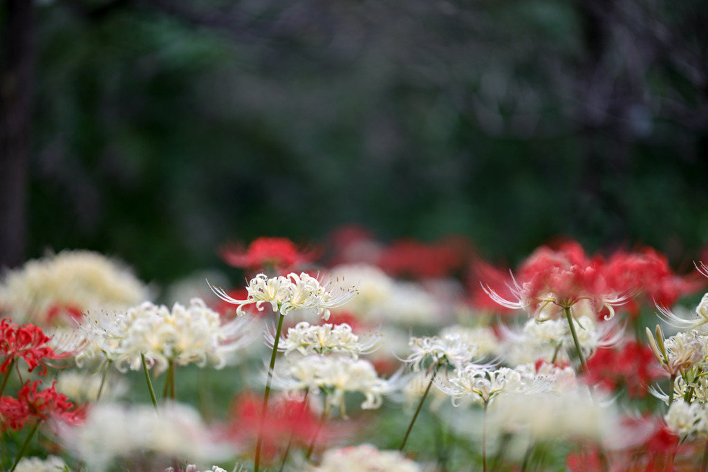 府中市郷土の森【萩のトンネル周辺の白花彼岸花】②20250930