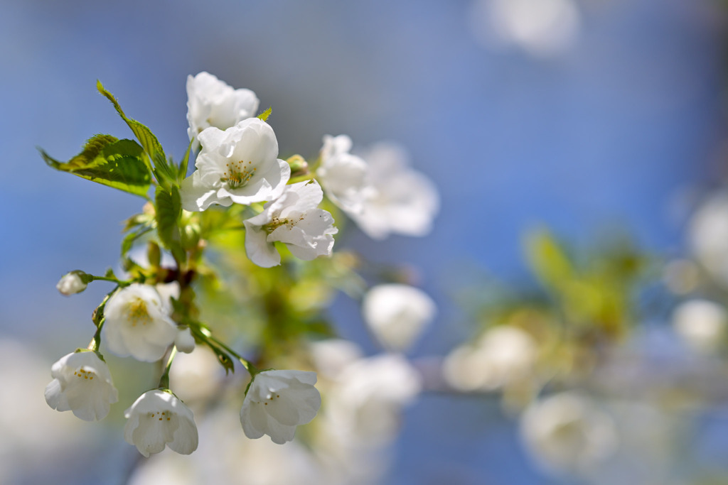 神代植物公園【サクラ：大島桜】②20250404