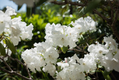 大船フラワーセンター【石楠花：平野白】20180428