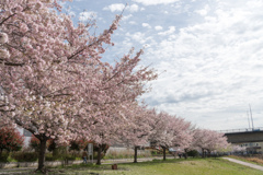 早朝ウォーキング桜巡り【早渕川沿いの桜並木】④20230324