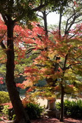 六義園【出汐湊の紅葉】20181201