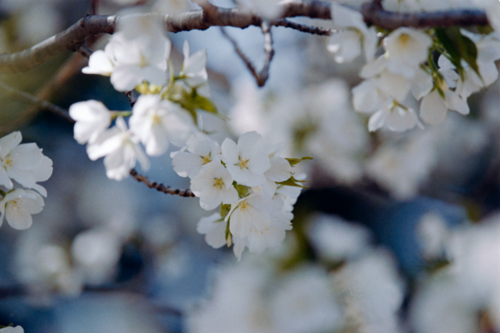 新宿御苑【桜：大島桜】③20210323銀塩NLP