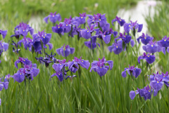 神代植物公園【花菖蒲】③20190602