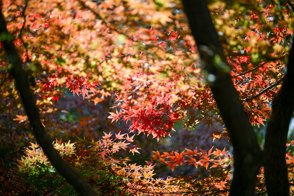 新宿御苑【新宿門の紅葉】②20251124