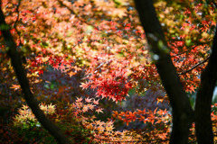 新宿御苑【新宿門の紅葉】②20251124