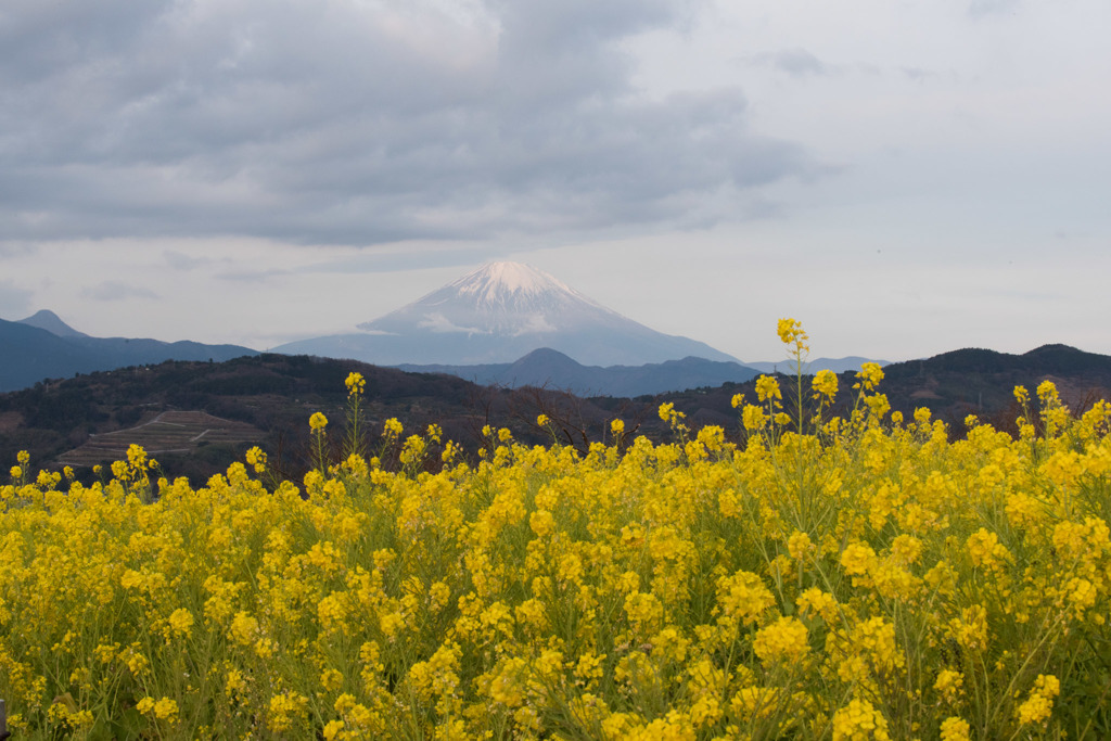 【吾妻山公園(富士山と菜の花)】20160111