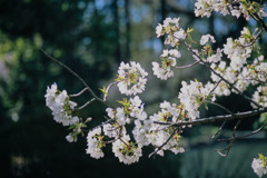 新宿御苑【サクラ：大島桜】③20200320