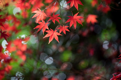 【新宿御苑(新宿門近くの紅葉)】③20151212