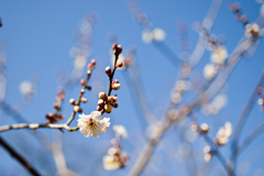 大倉山梅林【梅の花：冬至梅】②20250214