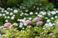 相模原北公園の紫陽花【ミセス・クミコ】①20170618