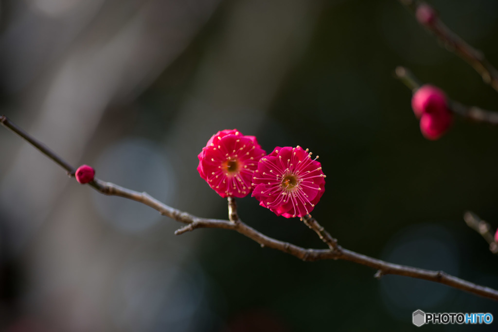 【大船植物園(鹿児島紅)】②20160206