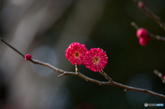 【大船植物園(鹿児島紅)】②20160206
