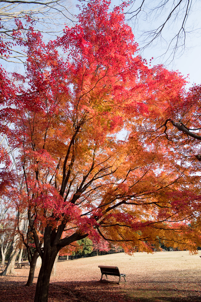神代植物公園【自由広場の紅葉】⑦20201213