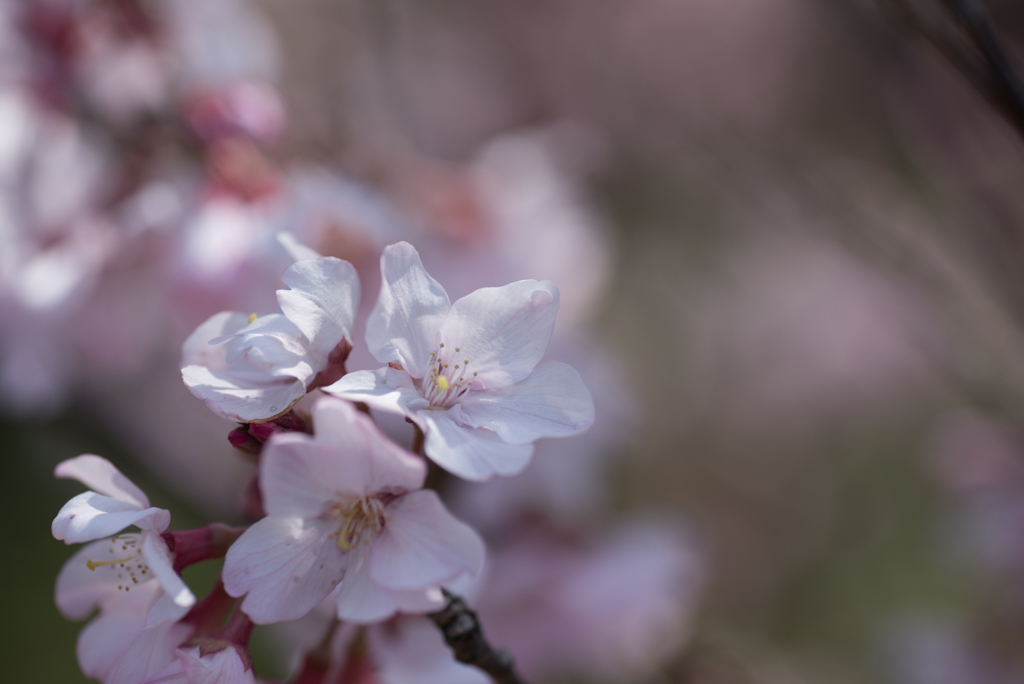 新宿御苑【桜：小彼岸】20170325