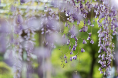 【薬師池公園(藤)】20150502