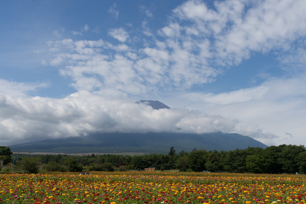 花の都公園【百日草と富士山】20170903
