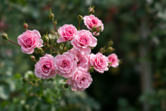 大船FC【夏バラ：ロイヤル・ボニカ】20200808