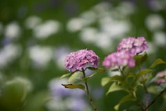 正覚寺【紫陽花】②20190608