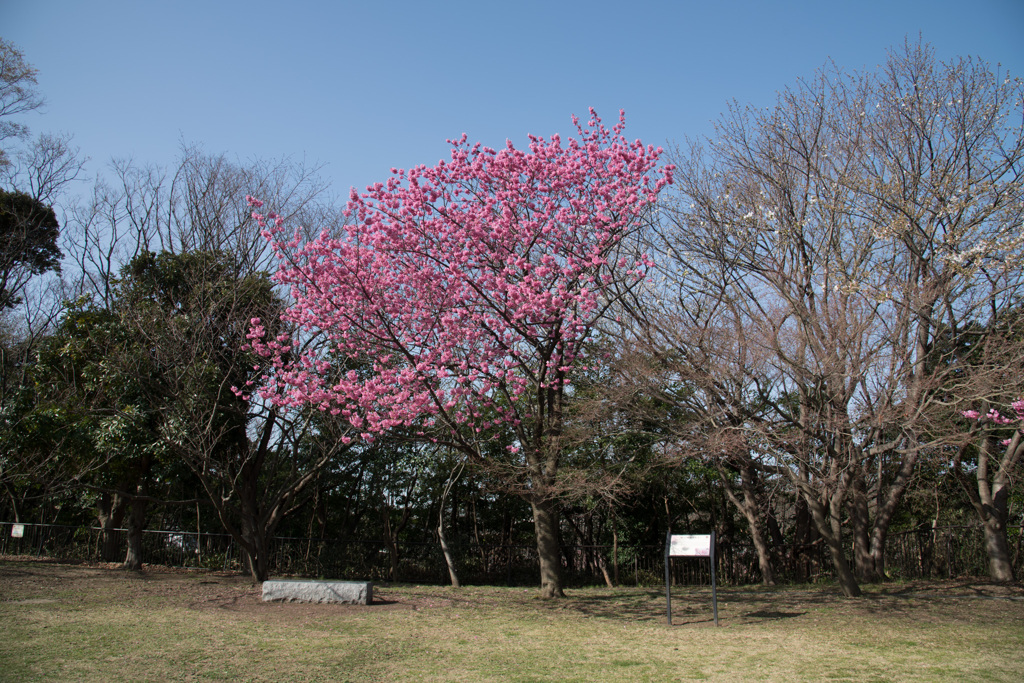 本牧山頂公園【横浜緋桜の原木】20210317