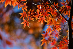 新宿御苑【広場沿いの紅葉】④20241206
