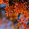 新宿御苑【広場沿いの紅葉】④20241206