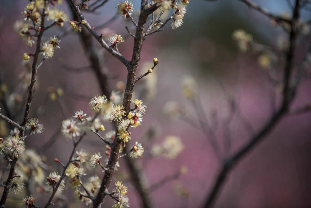 小田原FG【梅：黄金梅】20190224
