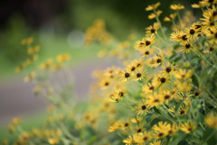 花菜ガーデン【ルドベキア：Black-Eyed Susan】②2019081