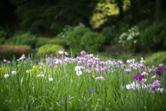 薬師池公園【菖蒲田の眺め】20220605
