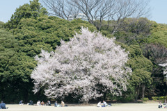 新宿御苑【江戸彼岸】①20200326