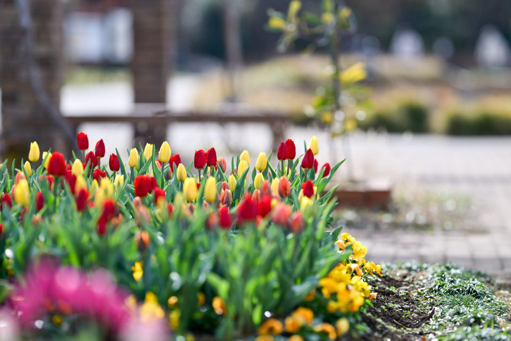 花菜ガーデン【チャペックの庭のアイスチューリップ】②20251219