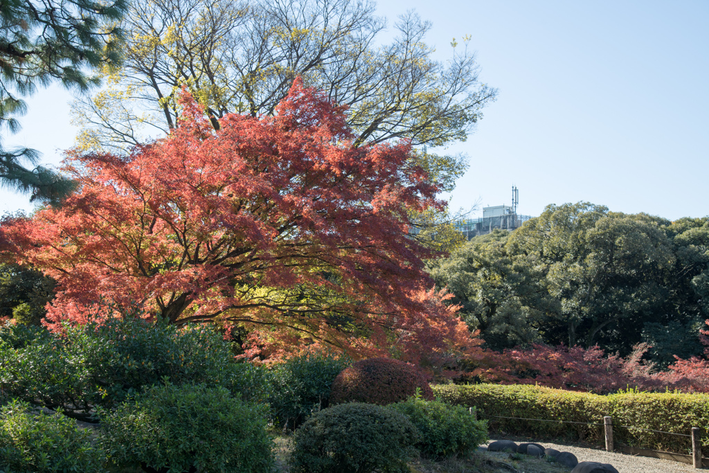 都内紅葉名所巡り3【旧古河庭園：展望台から紅葉の眺め】②20211128