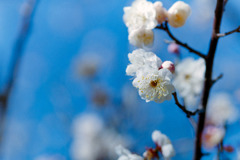 小田原FG【梅：淡路】20190210