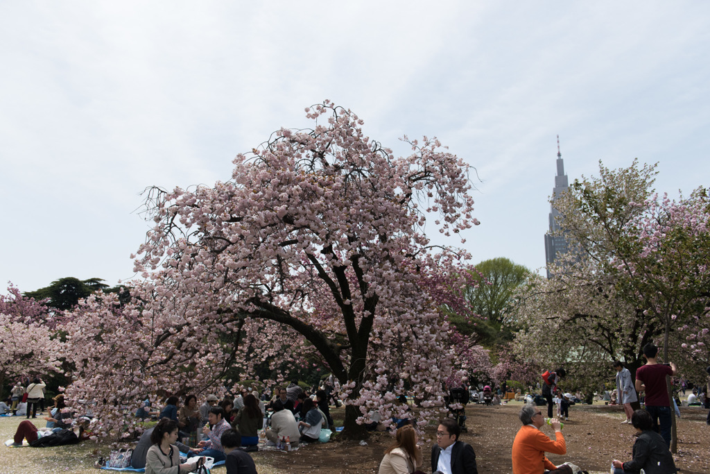 【新宿御苑(桜：普賢象)】①20150418