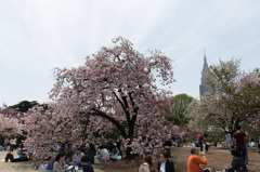 【新宿御苑(桜：普賢象)】①20150418